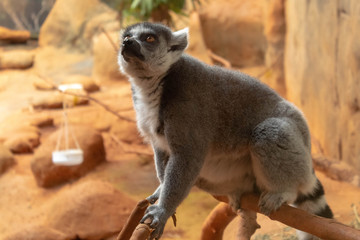 Lemur II