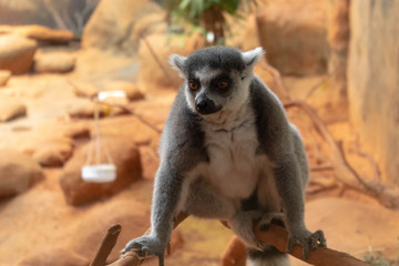 Lemur