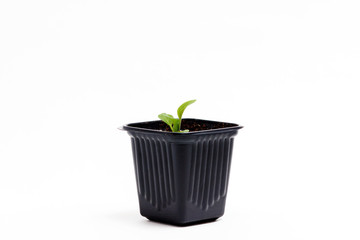 Young green sprout of petunia grows in a pot for seedlings isolated on white background. Close-up.