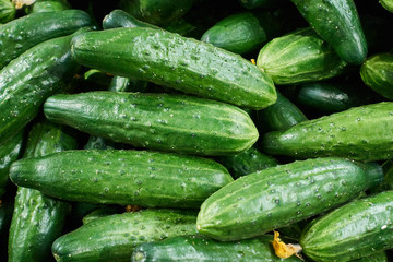 Cucumber background Cucumber harvest. many cucumbers. cucumbers from the field