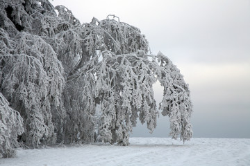 Birch bending under the weight of frosted branches. A magical view after the snowstorm. Table Mountains in Poland and a view of Kłodzko Valley - obrazy, fototapety, plakaty