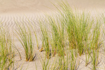 beachgrass vegetation closeup