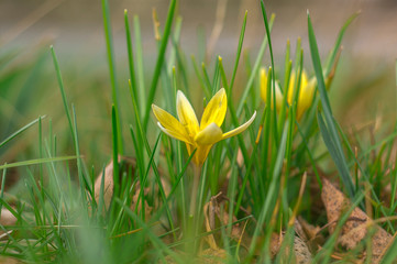 yellow blue white crocus in spring easter season garden