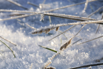 Amazing winter nature. A dried grass plant covered with icy crystals. Texture of ice and snow. Macro ice. Winter landscape on a meadow. 