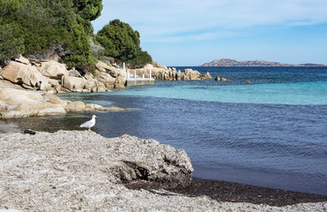 Seagull green water and granite rock shapes in Sardinia