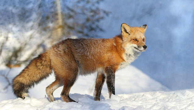 red fox in nature during winter