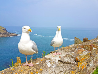 Möwen in Port Isaac Cornwall