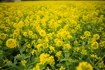 Fototapeta premium 菜の花畑