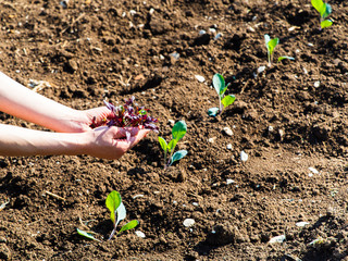 young woman has a small plant in her hands, in the background the vegetable garden cultivated with love