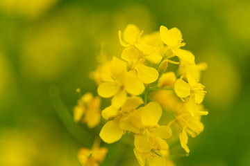 Obraz premium 春 菜の花