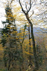 Colorful Trees in Autumn Season. artvin/savsat