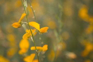Crotalaria yellow juncea background.