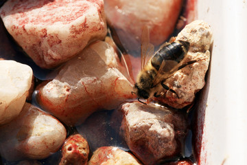 Bee, apis mellifera at a waterhole in an apiary. Gets the water needed to raise the larvae in the beehive