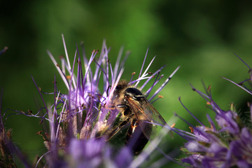 Bee, apis mellifera and honey plant phacelia. A honey and pollen plant also cultivated for...