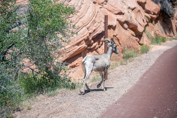 A Bighorn Sheep Ewe crosses the highway in Zion National Park, USA