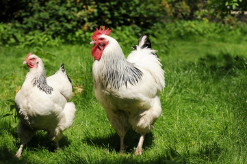 White Chickens running on meadow  in free range