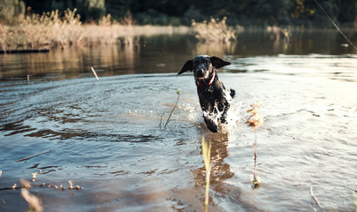 A black dog outdoors running in a lake.