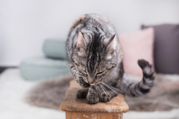 Katze ist müde bei der Fellpflege 