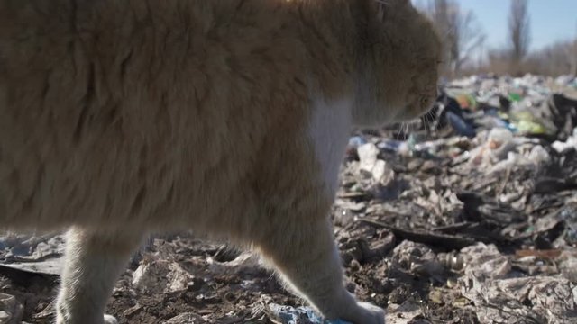 Сat walks in garbage dump looking for food, an environmental protection concept
