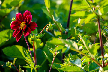 Dark red dahlia in green garden.