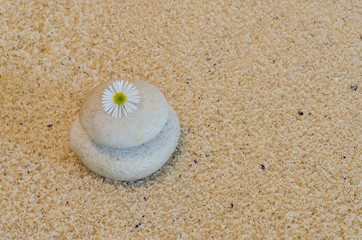 A chamomile flower arranged on a worn pebble with beach sand in the background.