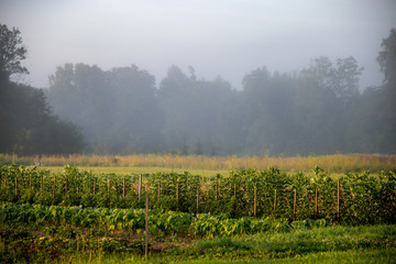 Landscape with mist in vegetable garden.