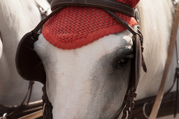 details of the horse head