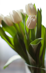 Obraz na płótnie Canvas White tulips in a vase on the table