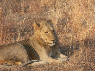 Fototapeta na wymiar Lion nearly falling asleep while sitting in brown grass.
