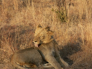 Lion licking his fur while sitting in brown grass.