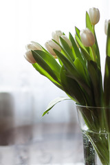 White tulips in a vase on the table