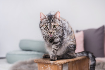 Katze ist müde bei der Fellpflege 