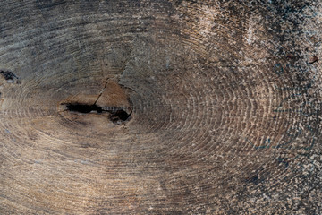 The core of the dry tree that has been cut for background and texture.