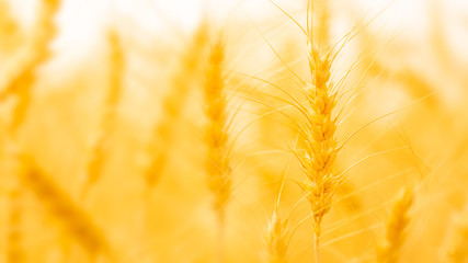 Wheat field. Ears of golden wheat close up. Beautiful Nature Sunset Landscape. Rural Scenery under Shining Sunlight. Background of ripening ears of meadow wheat field. Rich harvest Concep