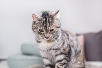 Obraz premium Kot jest zmęczony pielęgnacją