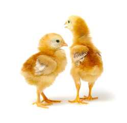 Chick isolated on white