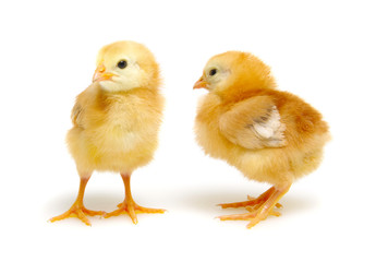 Chick isolated on white