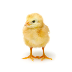 Chick isolated on white
