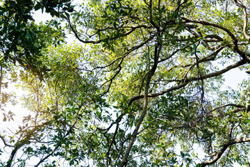 Fototapeta premium Looking from the bottom to the top of the tree to sky. Mangrove forest.