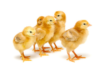  little newborn chickens isolated on white background