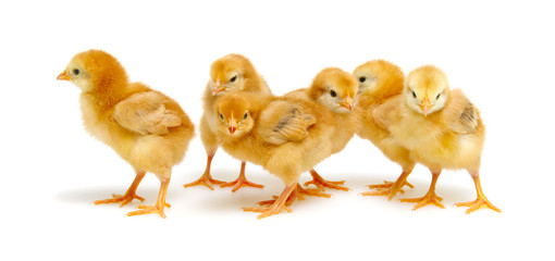 little newborn chickens isolated on white background