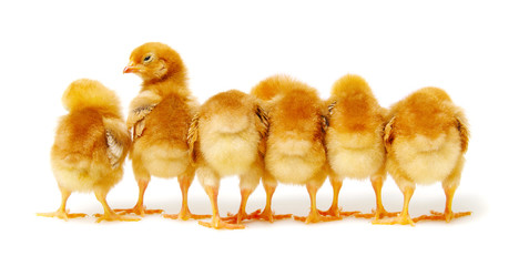 Chicks isolated on white
