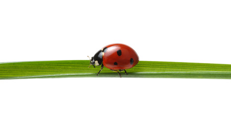 Ladybug on grass