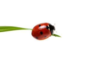 Ladybug on grass