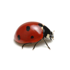 Ladybug isolated on white