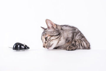 Katze mit Maus ist neugierig