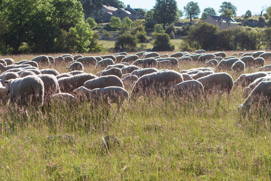Moutons Das la pairie