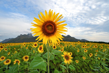 close-up sunflower field