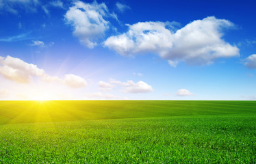 Green meadow and sun.