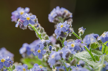 Blaue Vergissmeinnicht